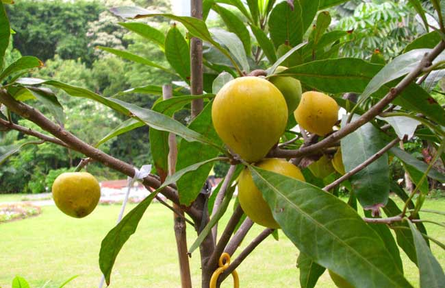 蛋黄果的管理方法技巧