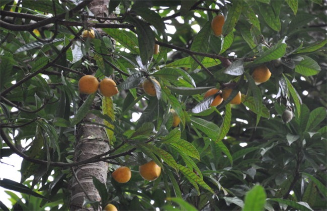 蛋黄果的管理方法技巧