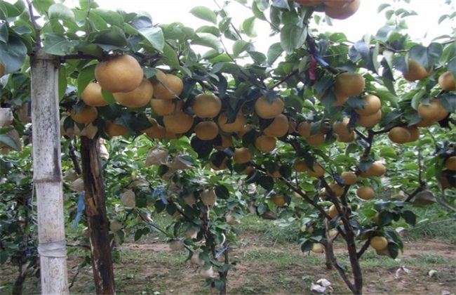 蛋黄果的管理方法技巧