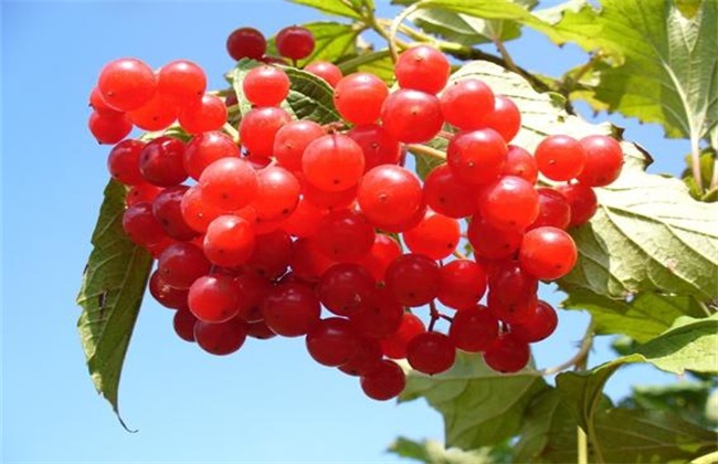 越桔的栽培技术