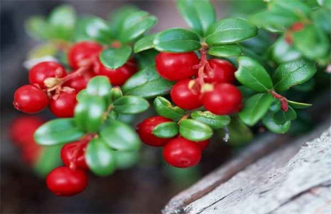 越桔的栽培技术