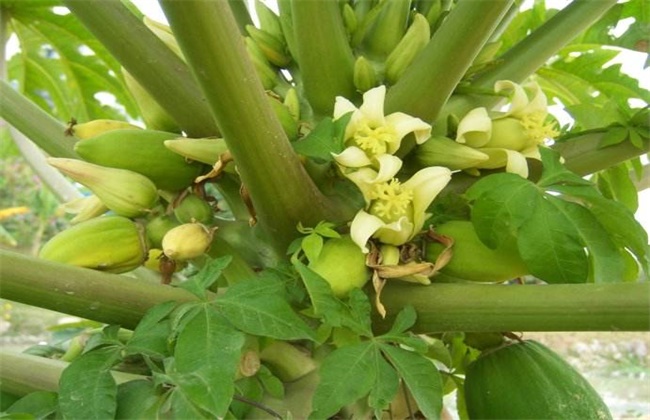 木瓜的花期管理技术