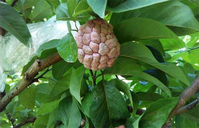 释迦果的高产管理方法技巧