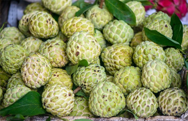 释迦果的高产管理方法技巧