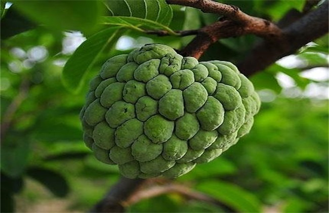 释迦果的高产管理方法技巧