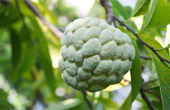 释迦果的高产管理方法技巧