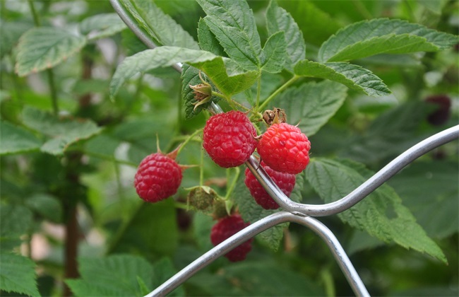 覆盆子种植怎么管理