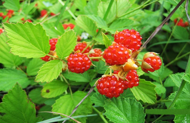 覆盆子种植怎么管理