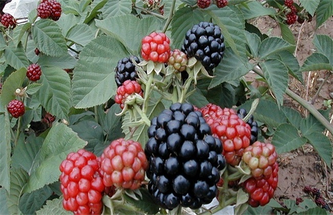 覆盆子种植怎么管理