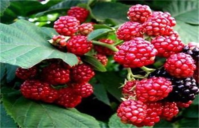 覆盆子种植怎么管理