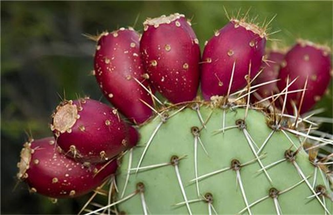 仙人掌果的种植办法