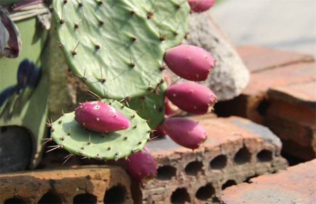 仙人掌果的种植办法