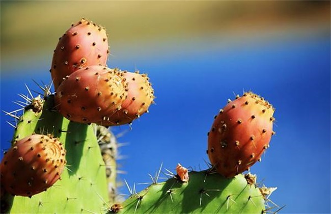 仙人掌果的种植办法