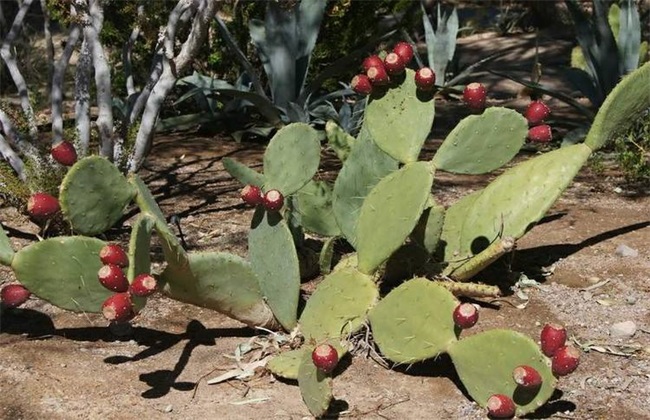 仙人掌果的种植办法