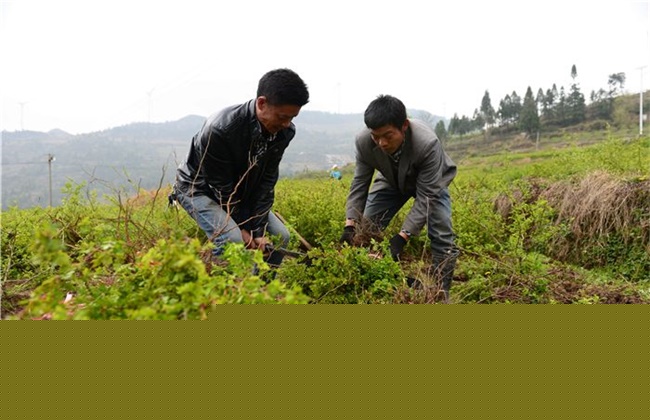 刺梨的种植技术