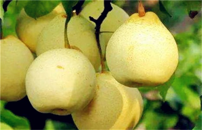 雪梨种植的注意些什么