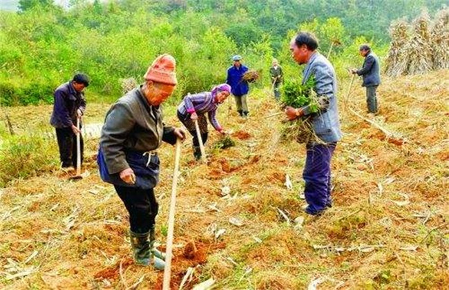 刺梨的种植技术