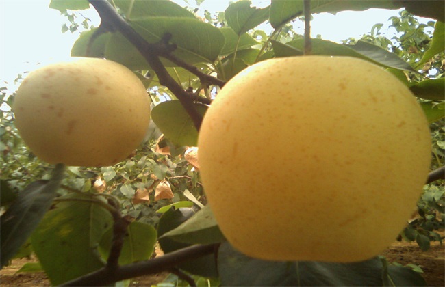 雪梨种植的注意些什么