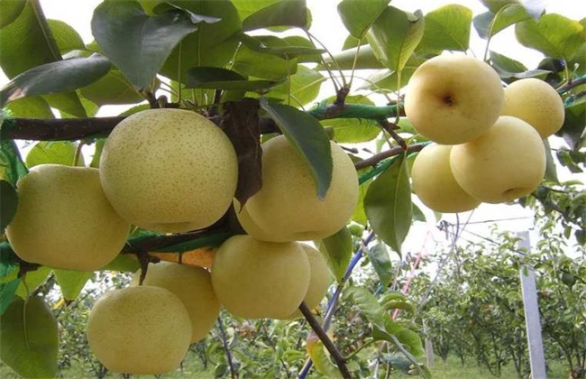 雪梨种植的注意些什么