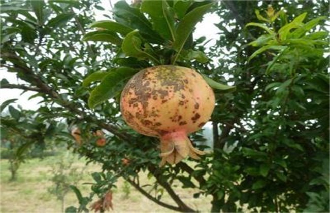 石榴树经常遇见病虫害