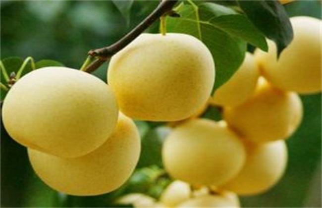 雪梨种植的注意些什么