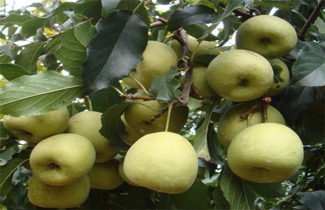 雪梨种植的注意些什么