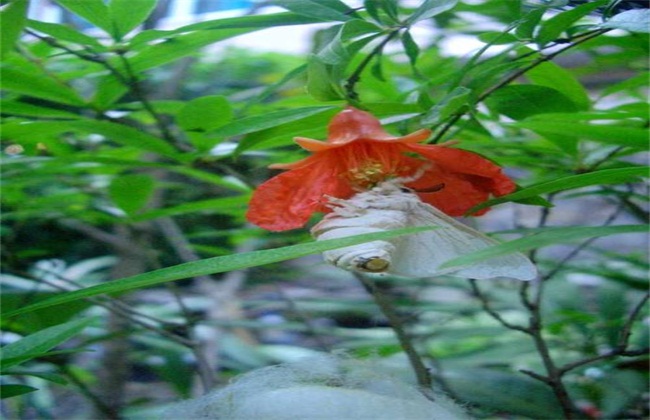石榴树经常遇见病虫害
