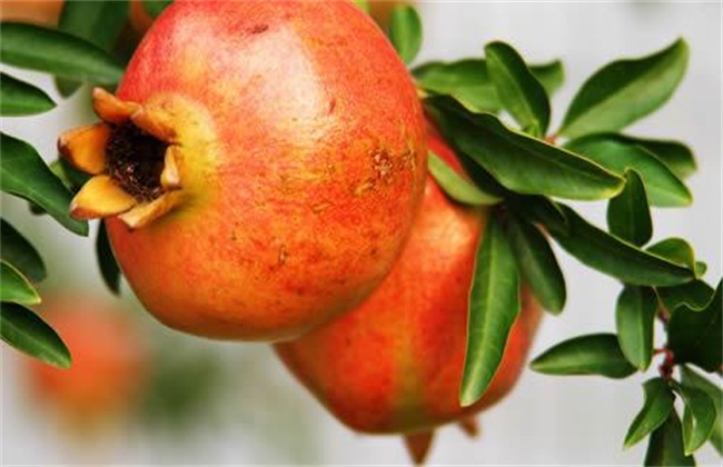 石榴树经常遇见病虫害