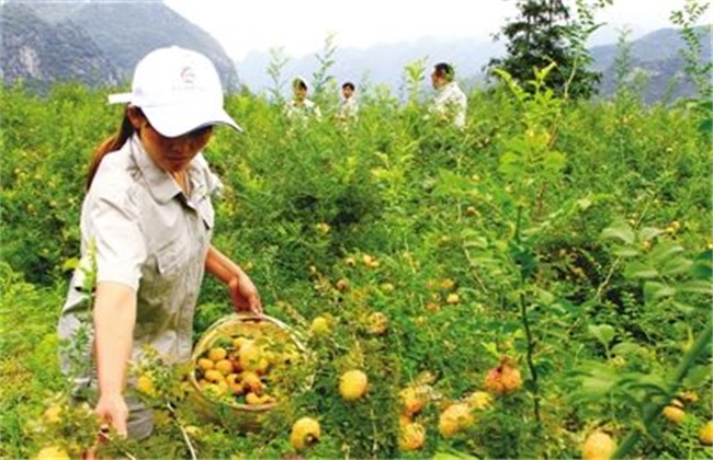 刺梨的种植技术