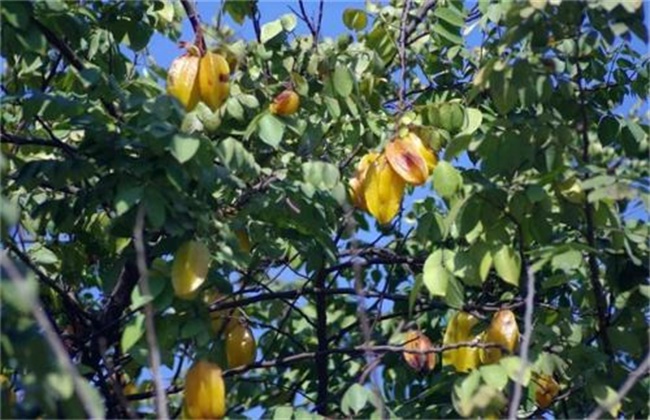 杨桃的种植条件