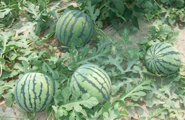 西瓜种植办法