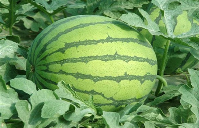 西瓜种植办法