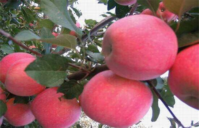 苹果冬季管理技术