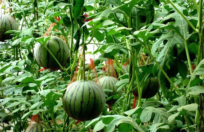 西瓜种植办法