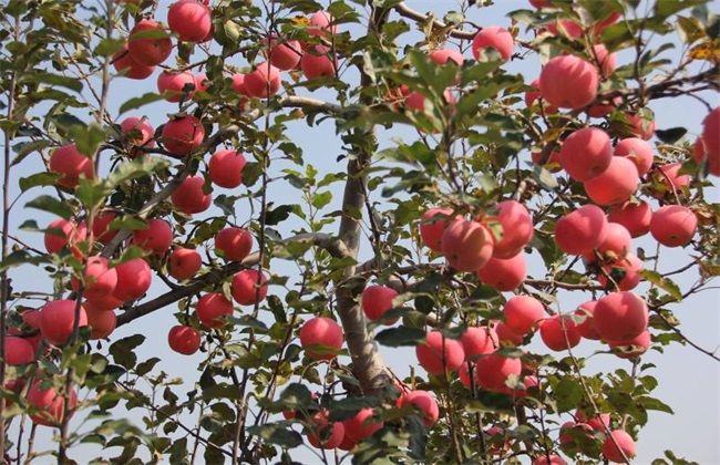 苹果冬季管理技术