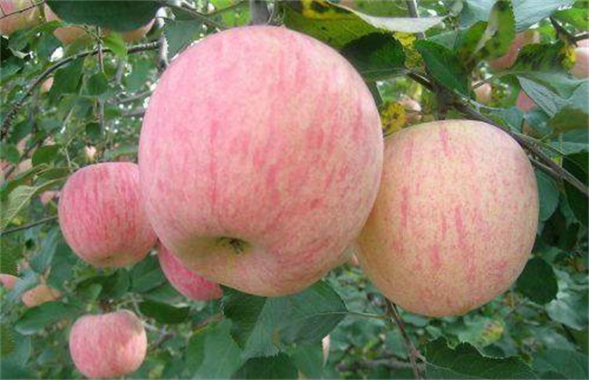 苹果冬季管理技术