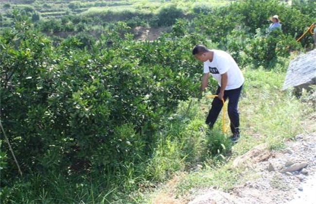 柑橘树修剪原因