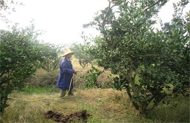 柑橘树修剪原因