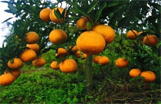 柑橘树修剪技术