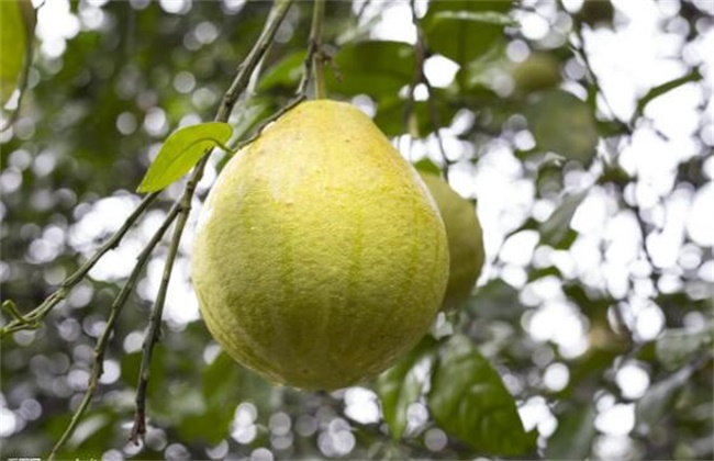 怎么提高沙田柚的产量