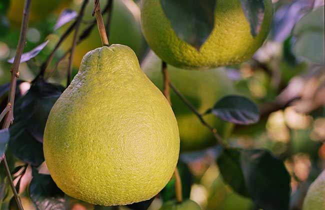 怎么提高沙田柚的产量