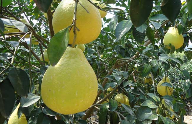 怎么提高沙田柚的产量