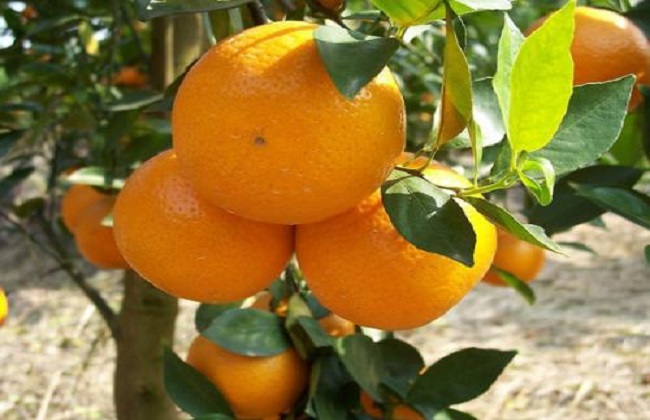 柑橘树修剪技术
