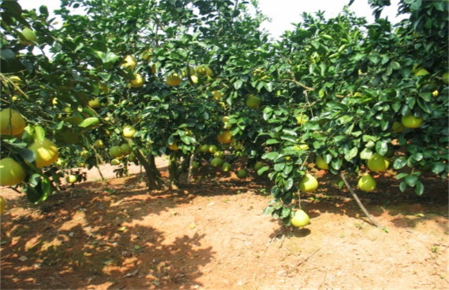 怎么提高沙田柚的产量