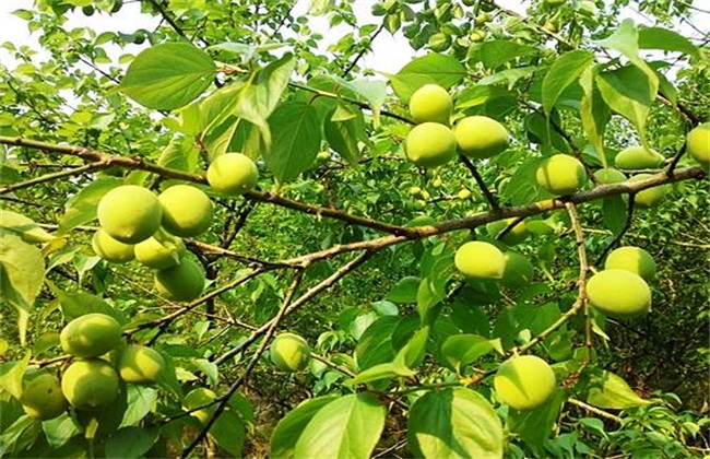 青梅种植的办法