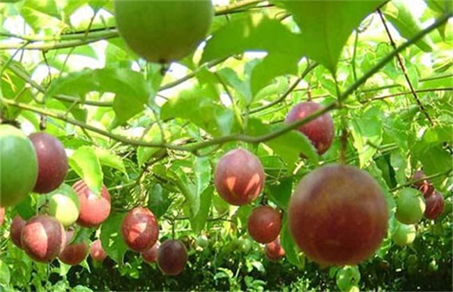南方水果种植新品种