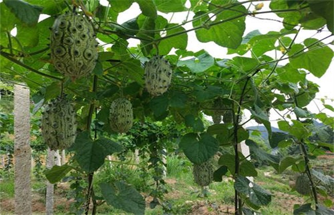 火参果的种植办法