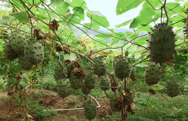 火参果的种植办法