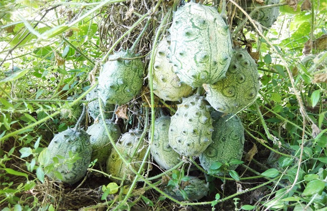 火参果的种植办法