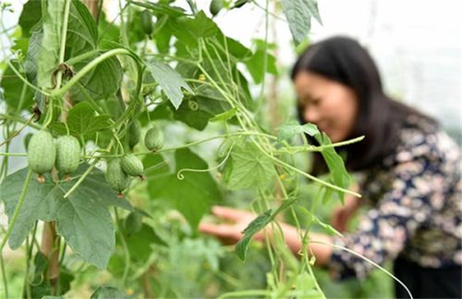 拇指西瓜种植办法